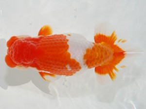 59回日らん 脇行司一 中野史彦 福岡 59回日らん 脇行司一 中野史彦 福岡