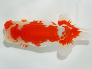 59回日らん 西大関 稲葉信泰 愛知 59回日らん 西大関 稲葉信泰 愛知