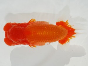 59回日らん 立行司 齋藤一成 東京 59回日らん 立行司 齋藤一成 東京