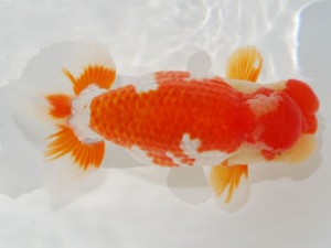 59回日らん 東取締 中村正志 群馬 59回日らん 東取締 中村正志 群馬