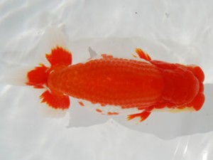 59回日らん 東関脇 松田 勝 宮城 59回日らん 東関脇 松田 勝 宮城