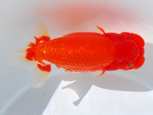 59回日らん 西関脇 川口久男 静岡 59回日らん 西関脇 川口久男 静岡