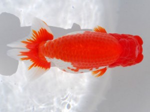 59回日らん 東小結 川口敦司 愛知 59回日らん 東小結 川口敦司 愛知