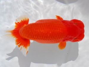 59回日らん 西小結 木村太一 岡山 59回日らん 西小結 木村太一 岡山