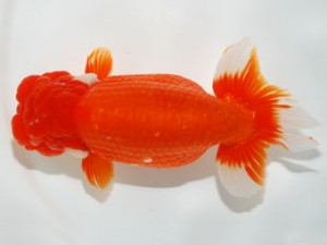 59回日らん 勧進元一 林 達夫 愛知 59回日らん 勧進元一 林 達夫 愛知