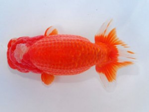 59回日らん 勧進元二 小泉順一 東京 59回日らん 勧進元二 小泉順一 東京