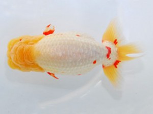 59回日らん 行司一 秋月秀夫 愛媛 59回日らん 行司一 秋月秀夫 愛媛