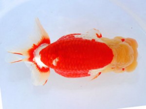 59回日らん 行司二 齋藤一成 東京 59回日らん 行司二 齋藤一成 東京