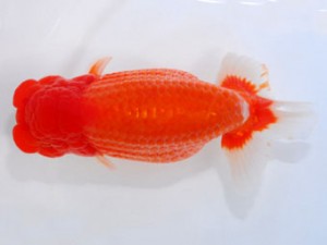 59回日らん 行司三 都築俊幸 愛知 59回日らん 行司三 都築俊幸 愛知