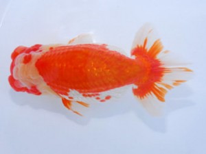 59回日らん 脇行司一 板倉一清 愛知 59回日らん 脇行司一 板倉一清 愛知