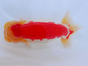 59回日らん 脇行司二 東 秀明 福岡 59回日らん 脇行司二 東 秀明 福岡