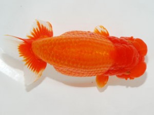 59回日らん 東大関 藤田和久 福井 59回日らん 東大関 藤田和久 福井