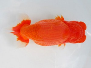 59回日らん 西大関 大久保義彰 千葉 59回日らん 西大関 大久保義彰 千葉