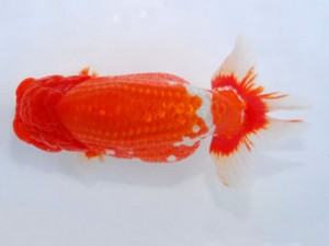 59回日らん 立行司 東 秀明 福岡 59回日らん 立行司 東 秀明 福岡