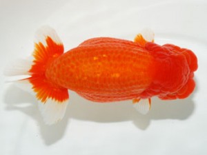 59回日らん 東取締 因播 偉 福岡 59回日らん 東取締 因播 偉 福岡