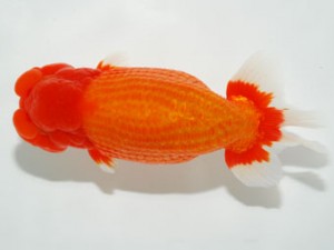 59回日らん 西取締 川村和己 高知 59回日らん 西取締 川村和己 高知