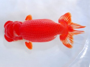 59回日らん 東関脇 坂牧直哉 新潟 59回日らん 東関脇 坂牧直哉 新潟