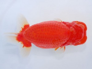 59回日らん 西関脇 樋口豊勝 大阪 59回日らん 西関脇 樋口豊勝 大阪