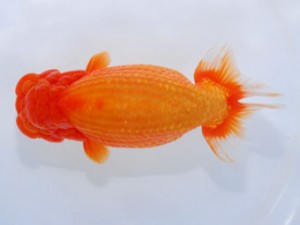 59回日らん 東小結 熊澤 誠 神奈川 59回日らん 東小結 熊澤 誠 神奈川