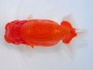 59回日らん 西小結 中島健一郎 岡山 59回日らん 西小結 中島健一郎 岡山