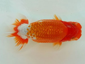 静岡らんちう同好会　東大関　鈴木和男