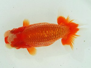 静岡らんちう同好会　西大関　荻島裕之