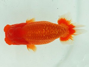 静岡らんちう同好会　立行司　小澤忠幸