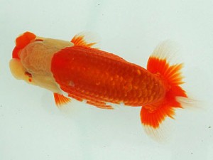 静岡らんちう同好会　東取締　鈴木和男