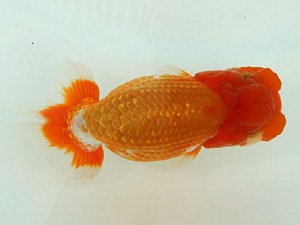 静岡らんちう同好会　西取締　加藤浩一郎