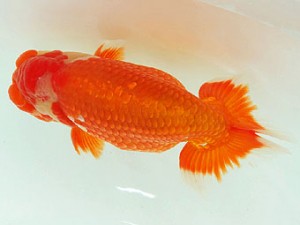 静岡らんちう同好会　東大関　松本芳夫