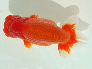 静岡らんちう同好会　西大関　曽根　修