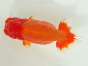 静岡らんちう同好会　立行司　大石和芳