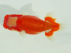 静岡らんちう同好会　東取締　青木和久 title=