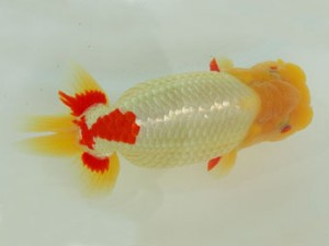 静岡らんちう同好会　西取締　鈴木正義