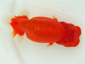 静岡らんちう同好会　西大関　荻島裕之