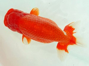 静岡らんちう同好会　立行司　曽根　修