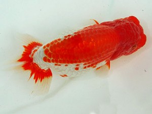 静岡らんちう同好会　東取締　荻島裕之