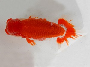 金魚文化連合会　二歳会　東大関　山田芳人