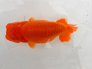 金魚文化連合会　二歳会　立行司　石黒英明