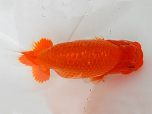 金魚文化連合会　二歳会　東取締　石黒英明