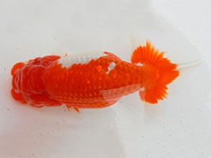 金魚文化連合会　二歳会　西取締　鎌田芳男