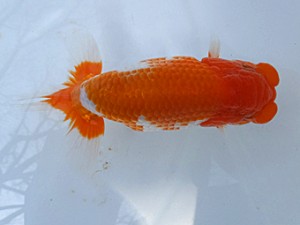 葛飾愛魚会　二歳会　東大関　室岡賢治