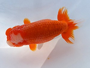 葛飾愛魚会　二歳会　西大関　長谷川政司