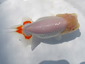 葛飾愛魚会　二歳会　立行司　長井俊之