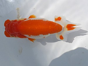 葛飾愛魚会　二歳会　取締一　大久保正次