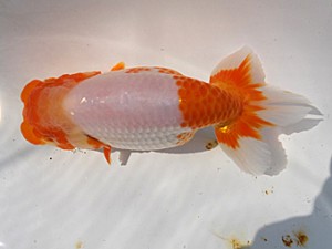 葛飾愛魚会　二歳会　取締二　山本心助