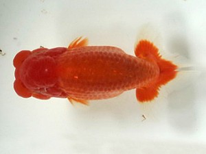 喜樂らんちう会　二歳会　東大関　古鳥敏明　堀切