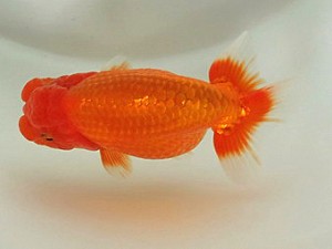 喜樂らんちう会　二歳会　西大関　林　和明　足立