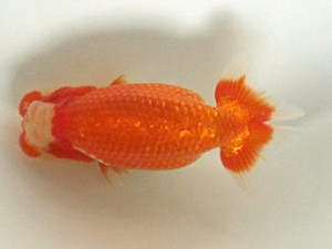 喜樂らんちう会　二歳会　立行司　柴山芳昭　足立