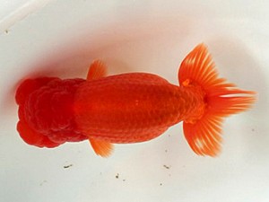 喜樂らんちう会　二歳会　取締一　鷲津寿典　愛知県